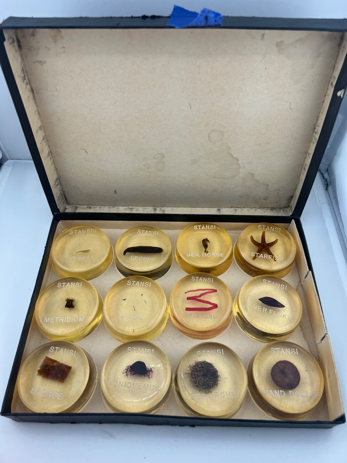 Complete Stansi Scientific D-100 Animal Kingdom 12 Resin Specimens Chicago