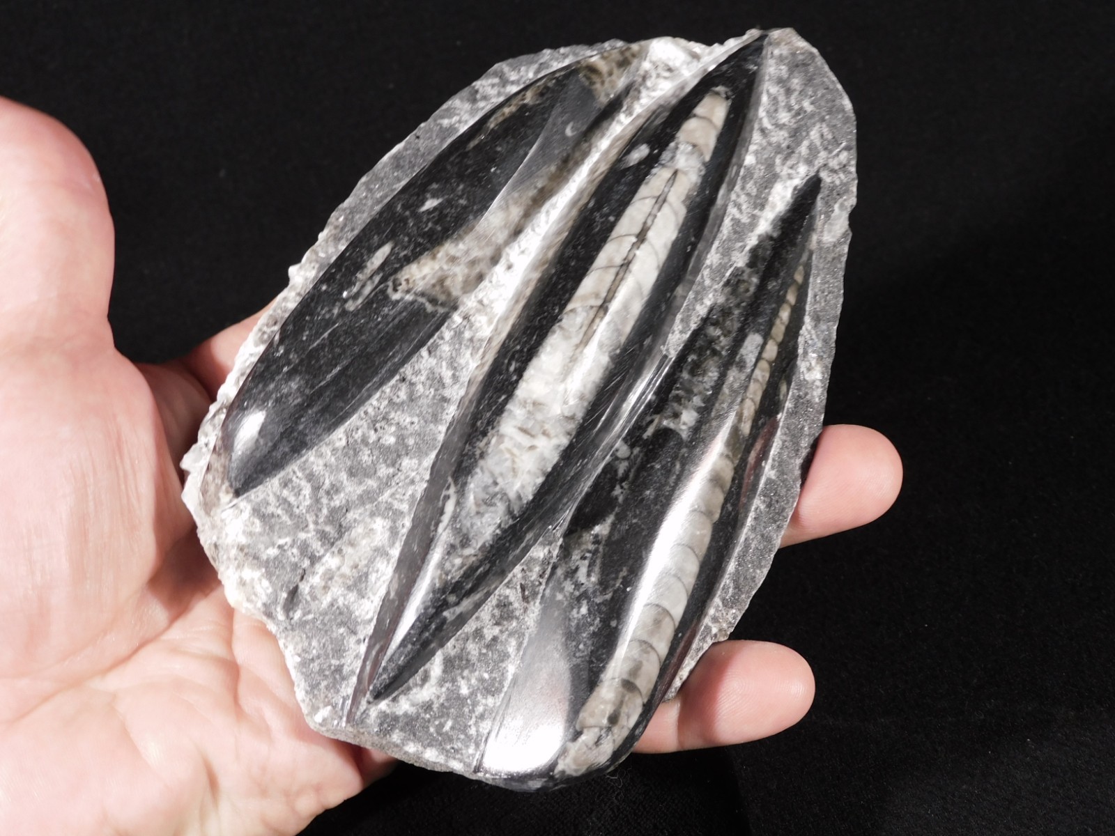 LARGER 400 Million Year Old Polished ORTHOCERAS Fossil Plate Morocco 687gr