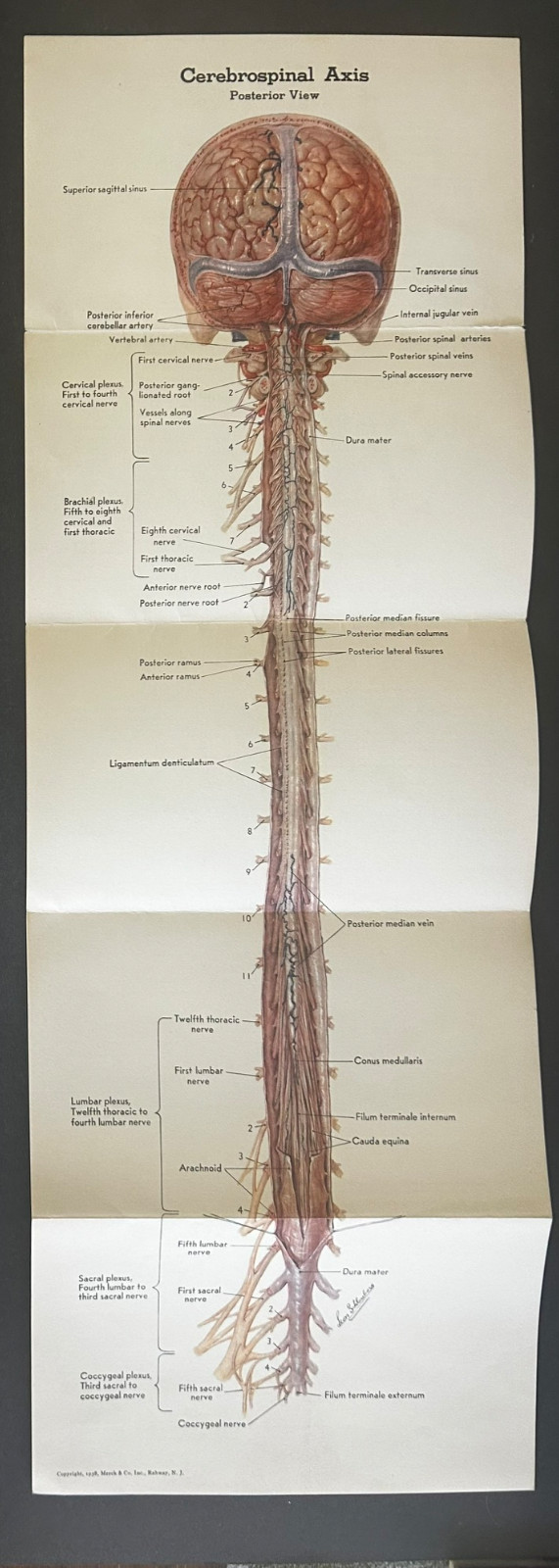 Very Rare Fold-Out color litho pamphlet “The Chemotherapy of Neurosyphilis” 1938