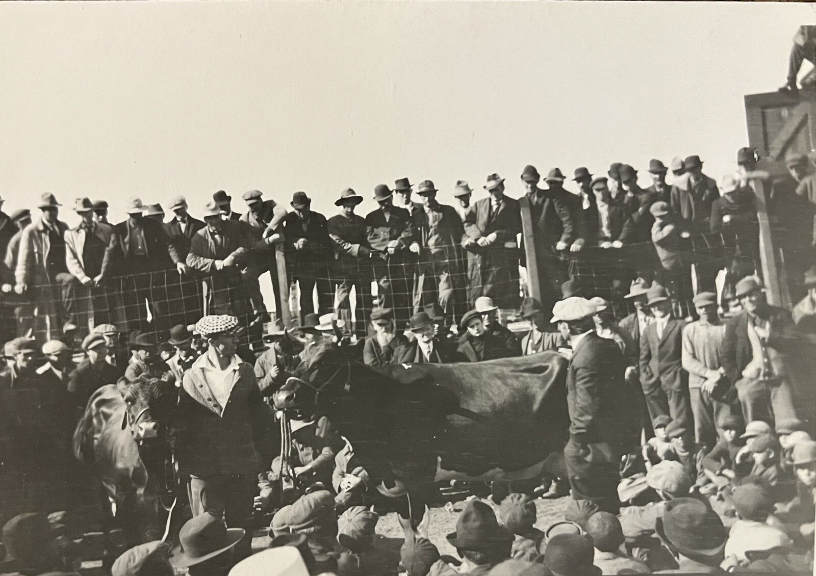 c1910 Cattle Auction  SOO Railroad Railway, MN  Antique Real Photo Postcard RPPC