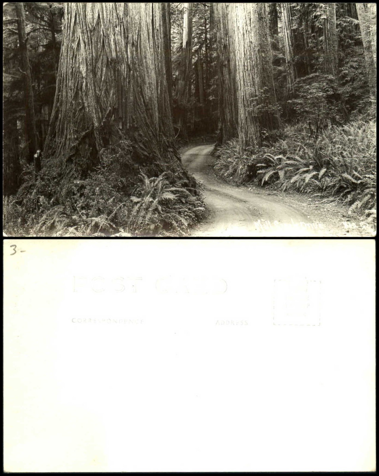 Mill Creek Drive Redwood trees RPPC Patterson 810 real photo