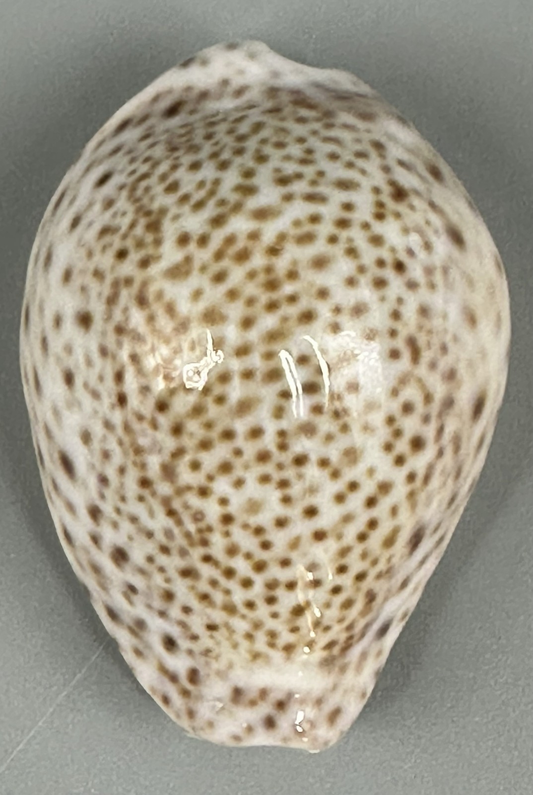 Naria turdus Cypraea turdus 41.2mm F+++/GEM Gorgeous Djibouti Cowrie Shell