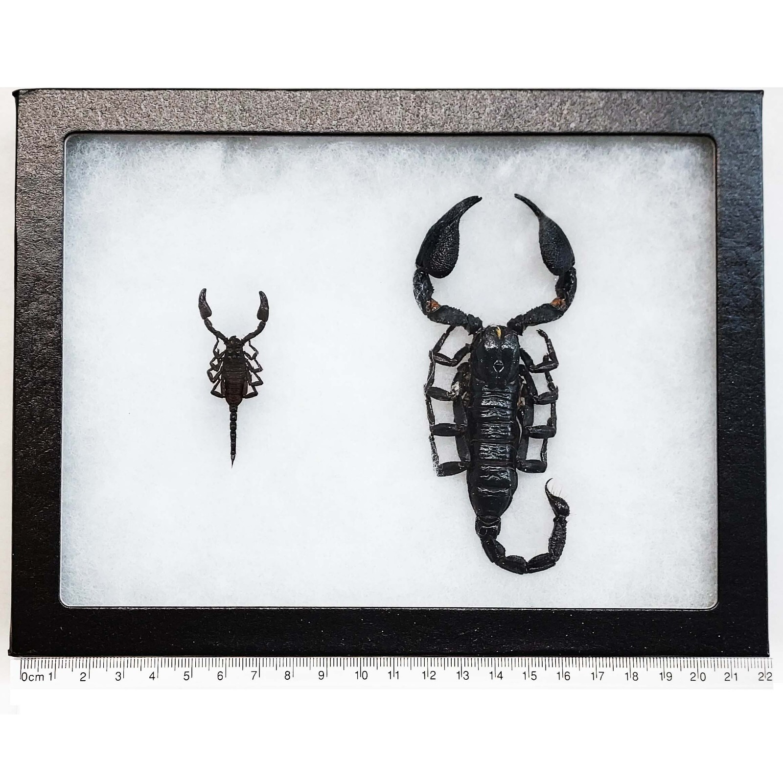 Heterometrus laoticus + cyaneus scorpions Southeast Asia framed