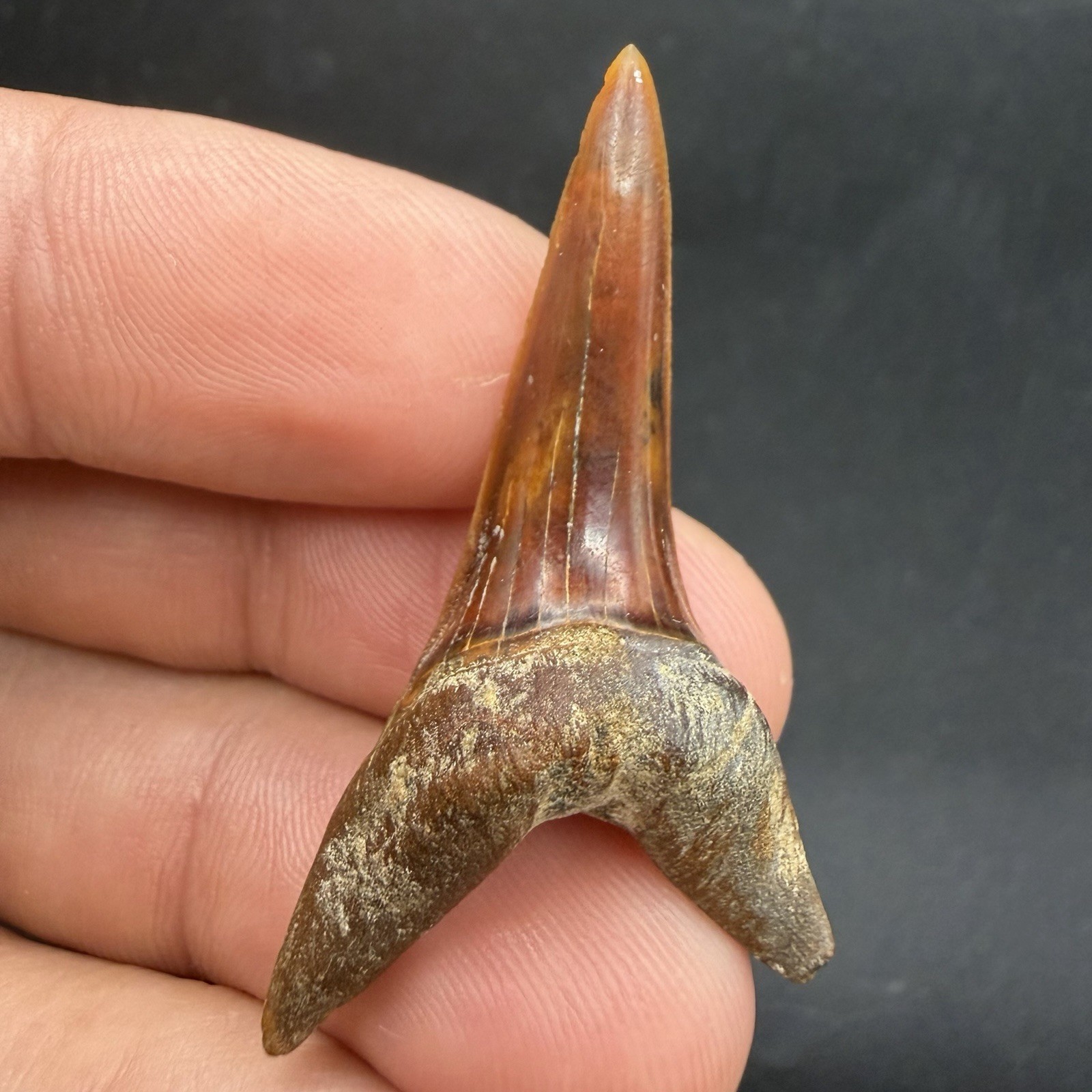 Isurus Desori Mako Peru - Fire Red 1.84” RARE Fossil