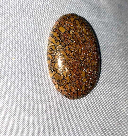 Vintage Polished Dinosaur Bone  1