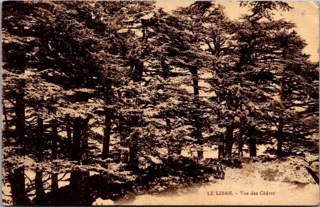 Antique Cedars of Lebanon Beirut Vintage Sepia Postcard 1905 1920 [AD]