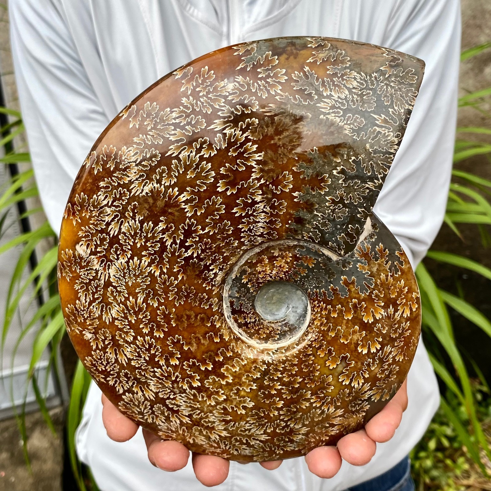3.94LB Natural Fossil Snail Agate Fancy Cabochon Gemstones