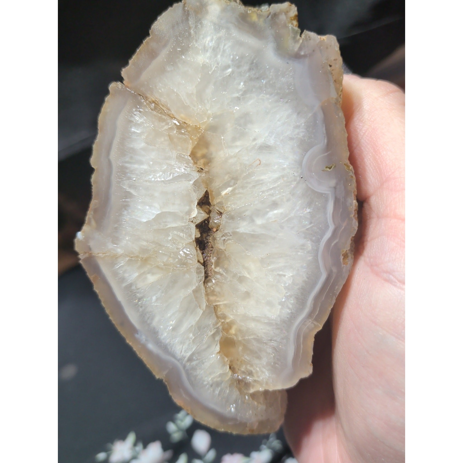 Pink Limb Cast Agatized Petrified Wood PNW Exclusive Specimen (1lb 1oz)