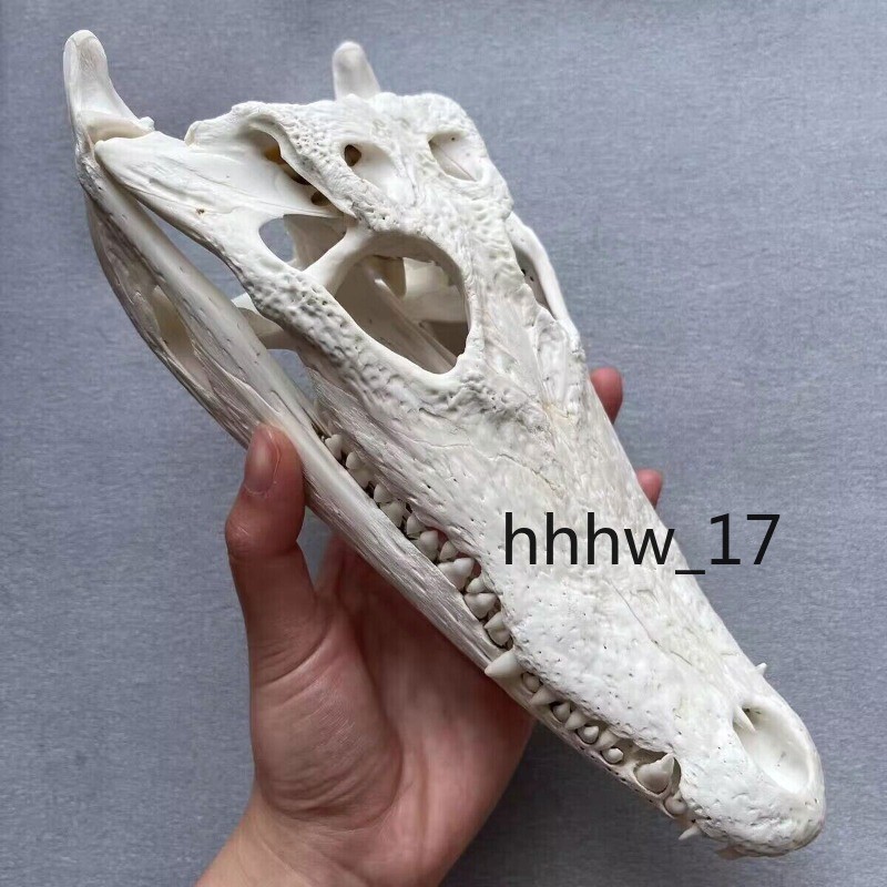 1PC Crocodile Head Skull Specimen Skeleton Animal Model Collect Halloween Decor