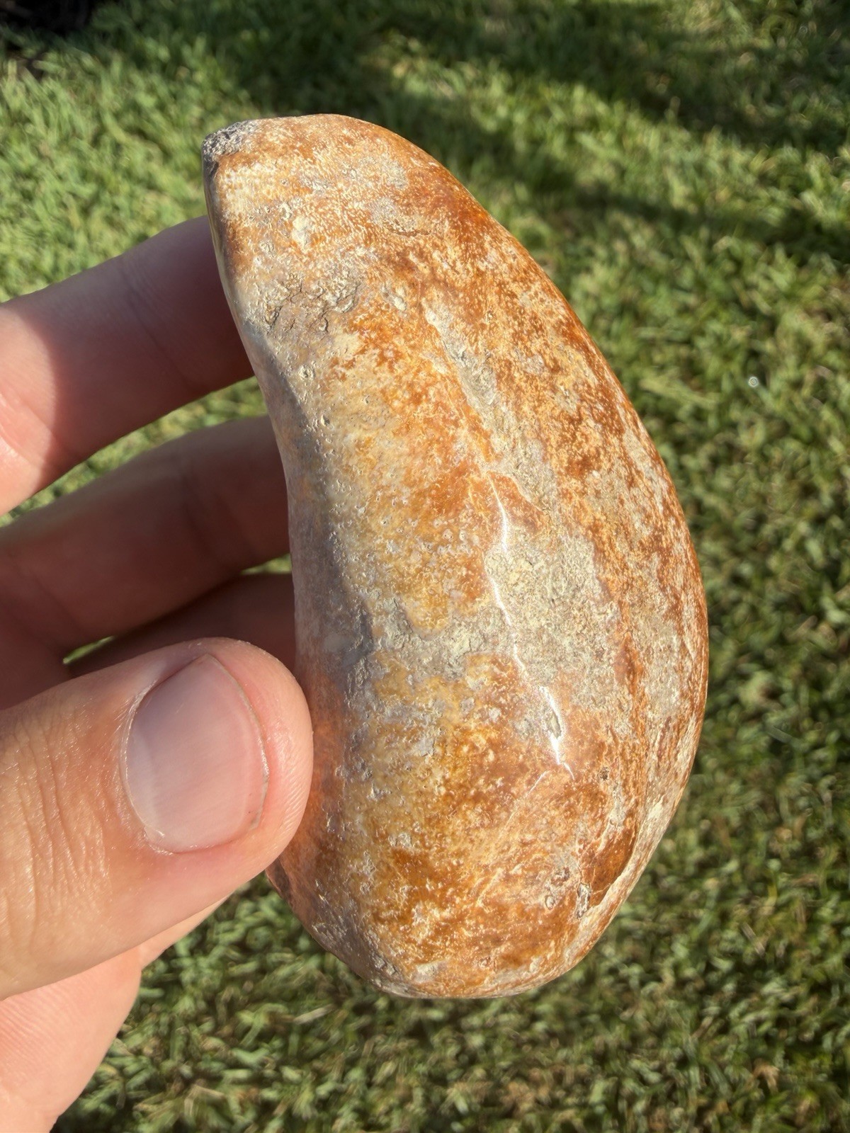 INCREDIBLE POLISHED DOLPHIN CETACEAN EARBONE FOSSIL SUMMERVILLE SC