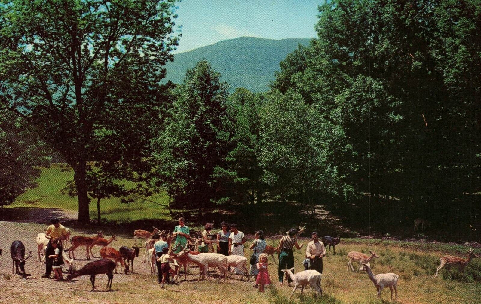 Catskill Game Farm People Petting Animals Vintage Postcard Unposted