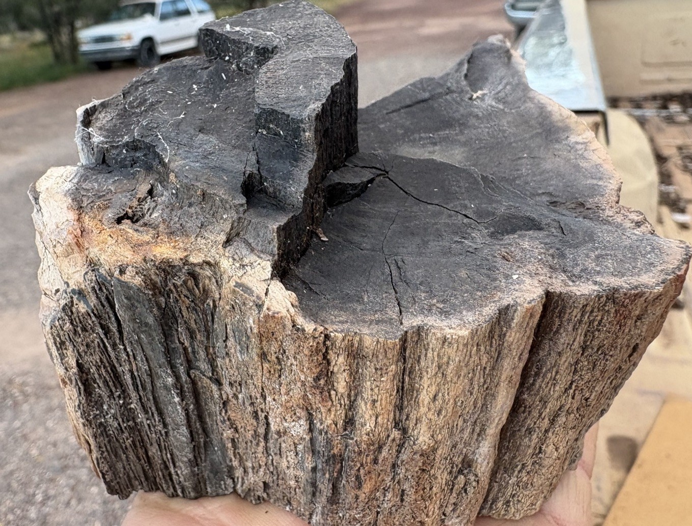 ☘️RR⛏️: Rare Fire Scarred Woodworthia Petrified Wood, NE AZ. 1 Lb 11 Oz. 🔥