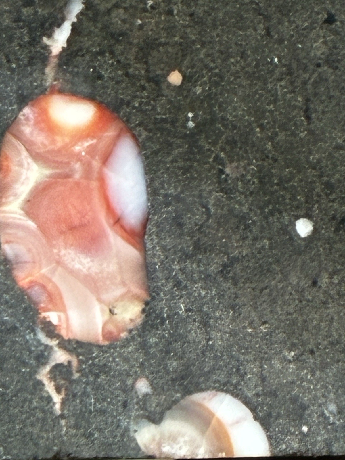 Thomsonite In Basalt