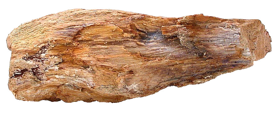 3 Lb 4.9 Ounce 8 1/2 Inch Goose Creek Nevada Petrified Fossil Wood Specimen 8941