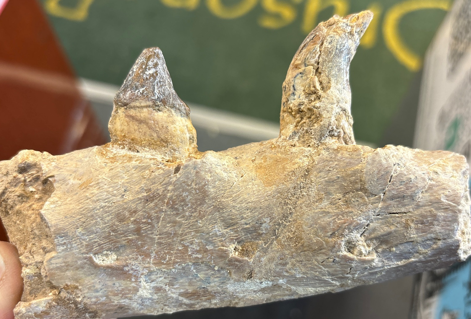 basilosaurus Jaw
