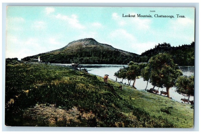 c1910 Lookout Mountain Animals Scene Chattanooga Tennessee Old Photo