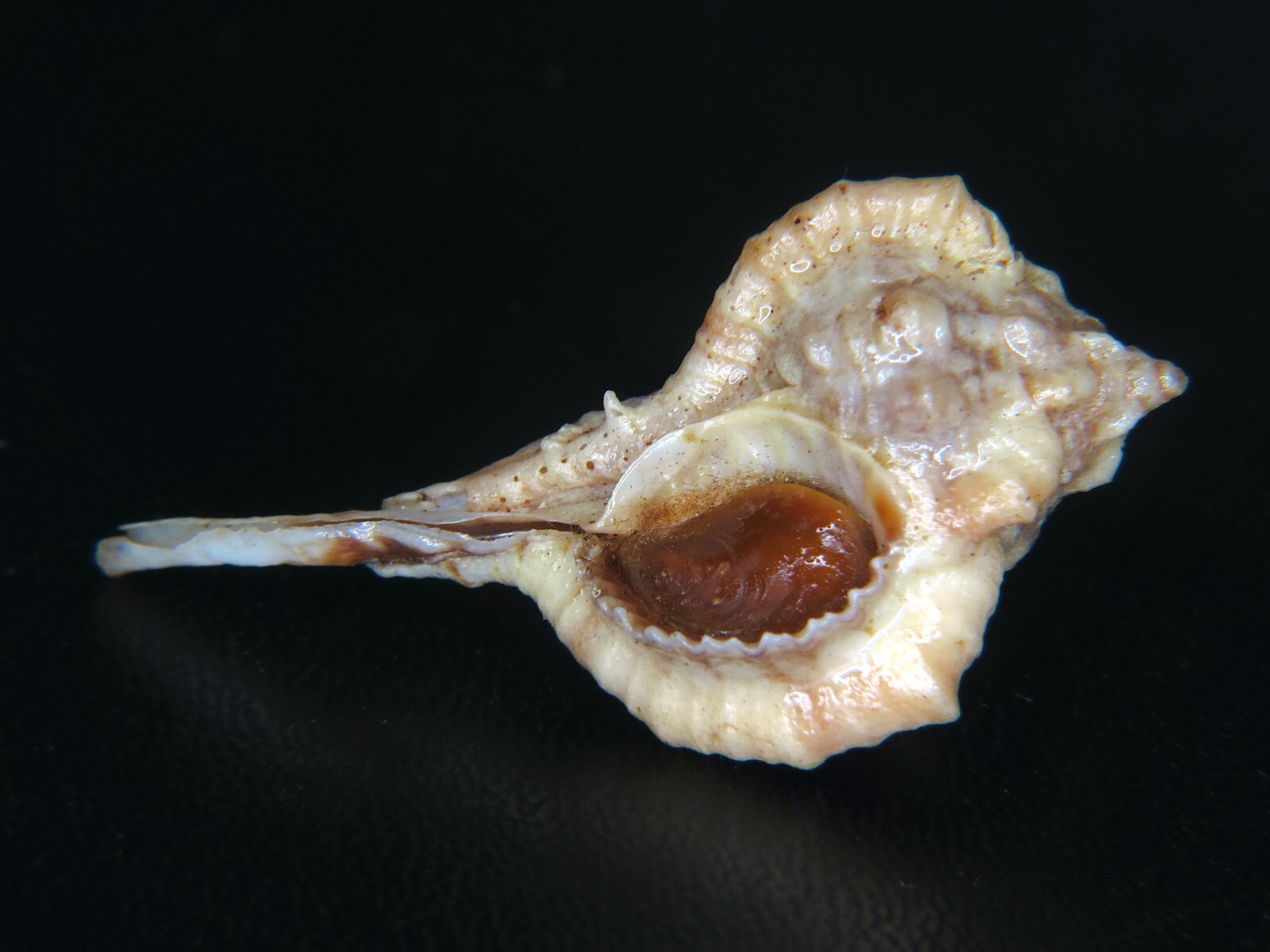 MUREX 
