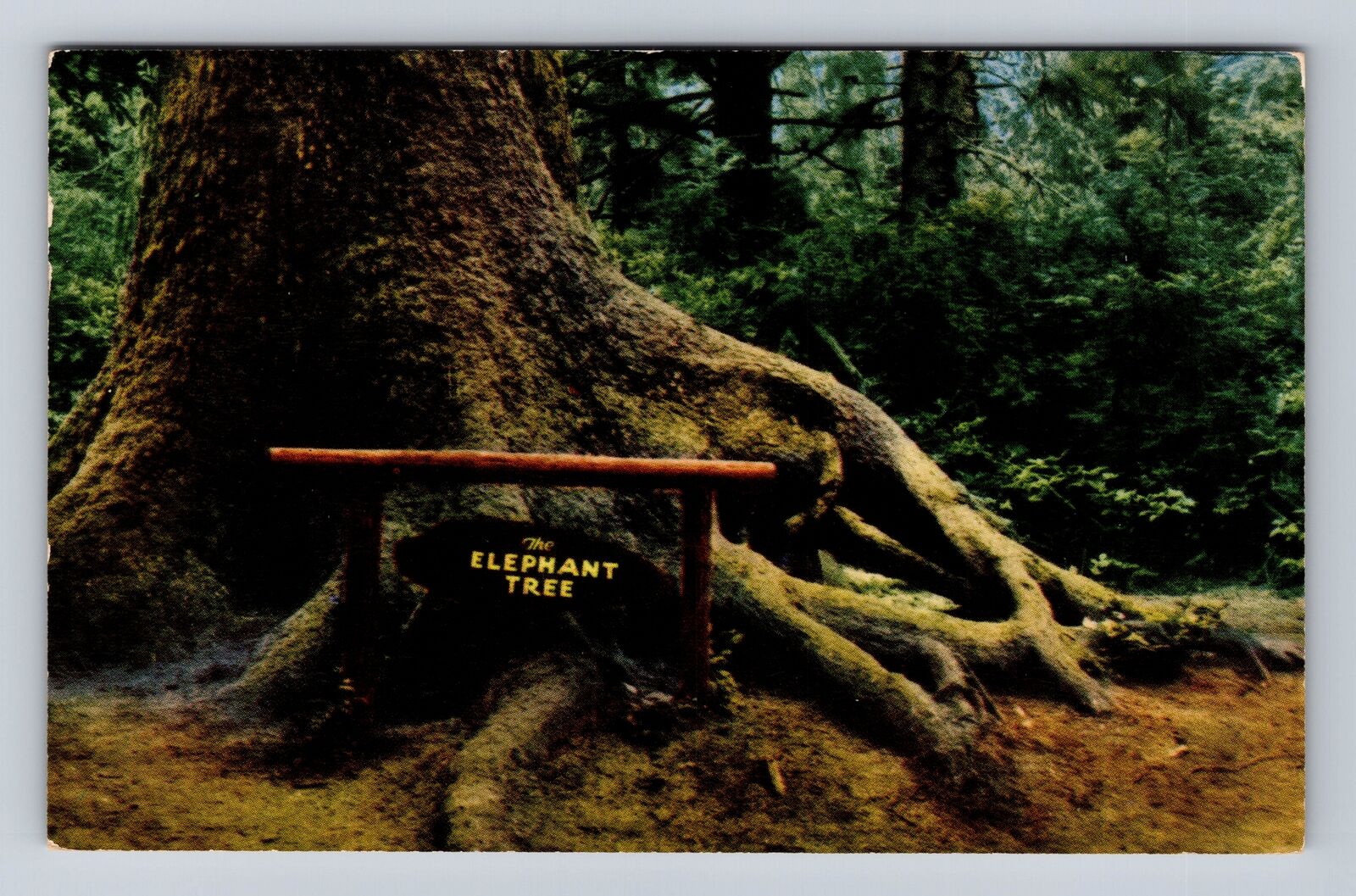 Redwood Highway CA-California, Elephant Tree, Antique Vintage c1951 Postcard