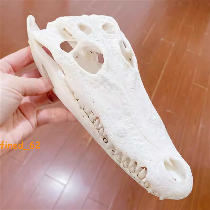 1PC Crocodile Head Skull Specimen Skeleton Animal Model Collect Halloween Decor