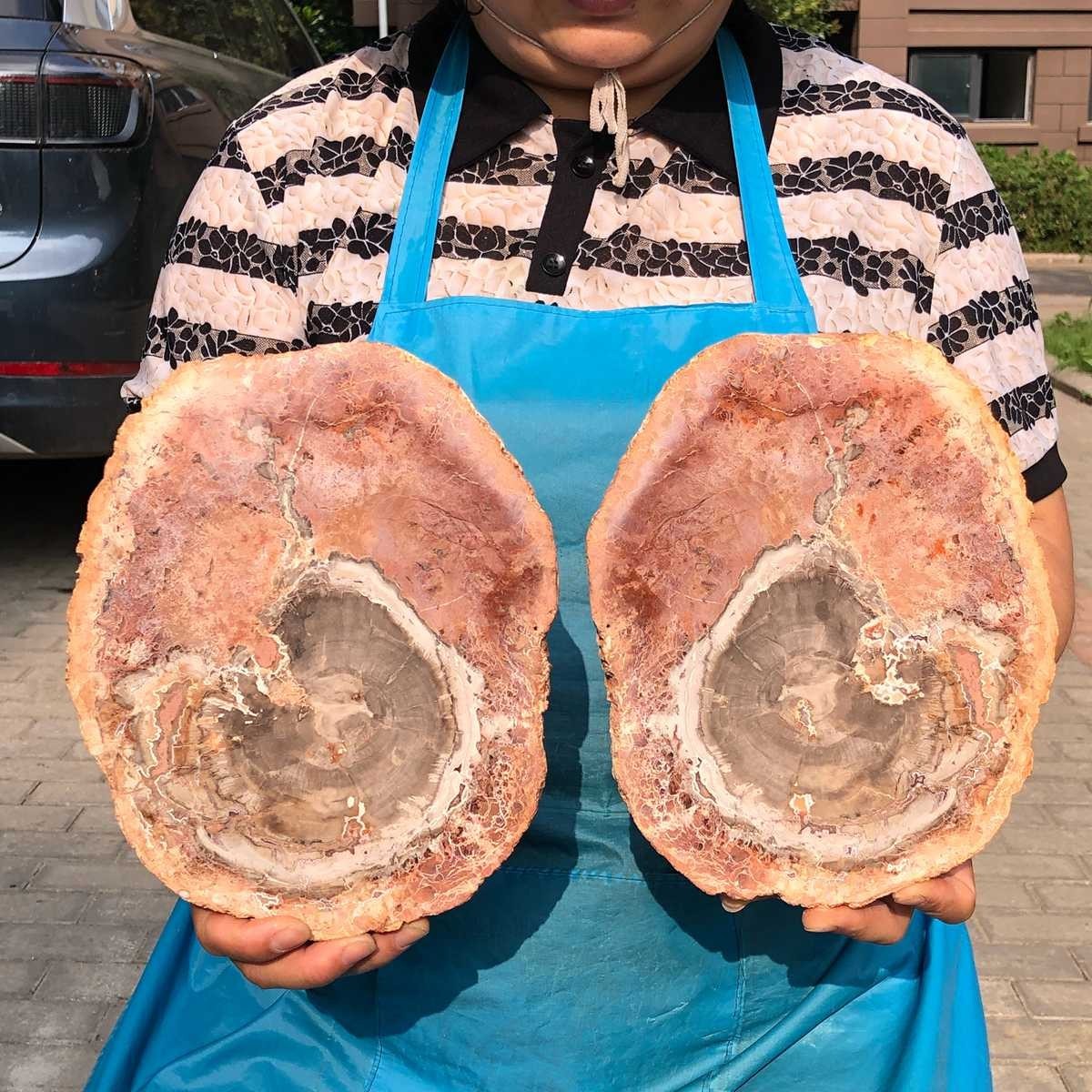 2pcs 6.93LB Natural Petrified Wood Crystal Fossil Slice Crystal Specimen 6168