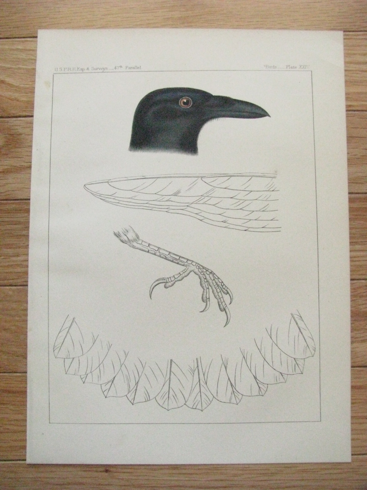 RAVEN ORIGINAL COLOR LITHOGRAPH 1860 PACIFIC RR SURVEY