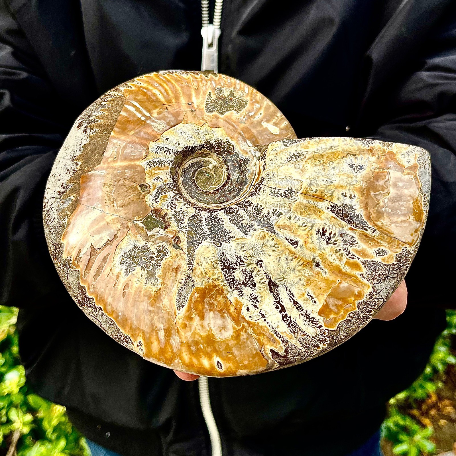 2.84LB Rare natural polished Natural conch fossil specimens of Madagascar
