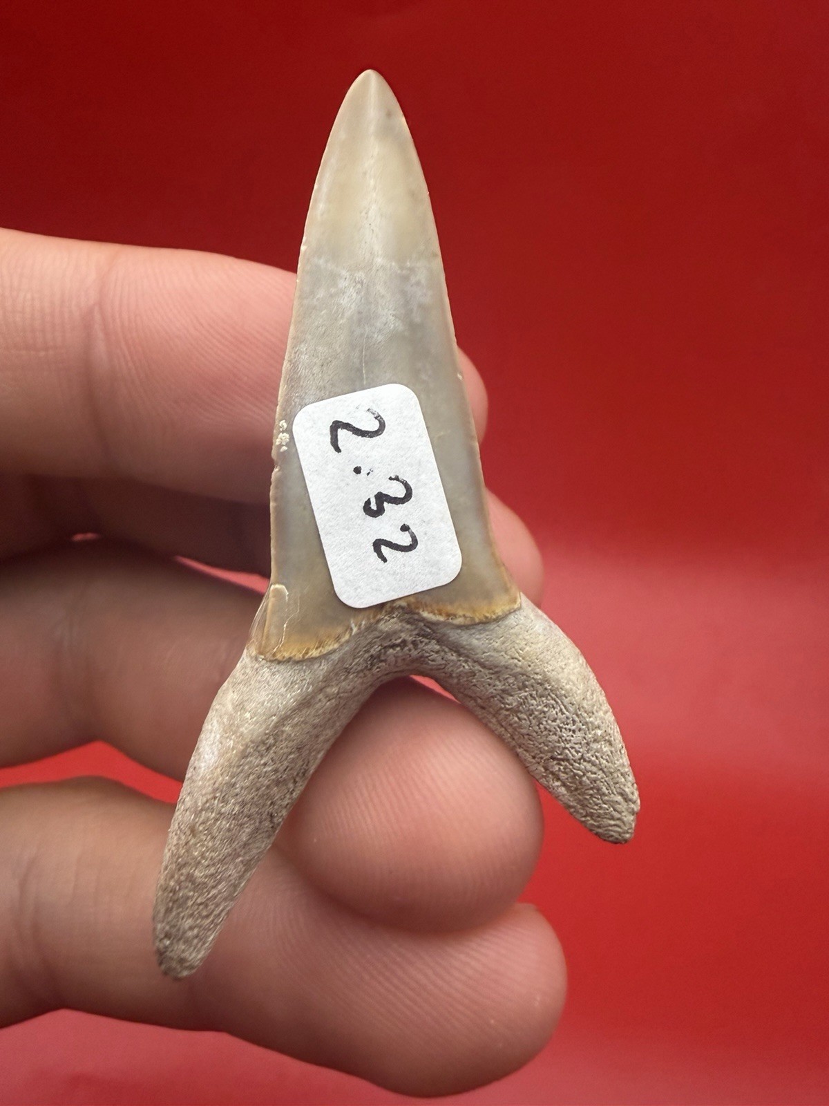 ISURUS DESORI SHORTFIN MAKO SHARK TOOTH - SUMMERVILLE, SC 2.3”