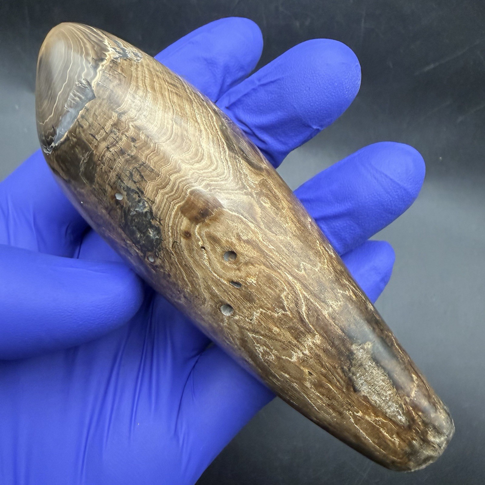 INCREDIBLE POLISHED SPERM CETACEAN TOOTH FOSSIL WOODGRAIN PATTERNS 4.42”