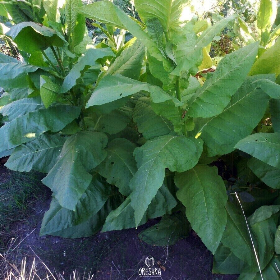 Tobacco Latakia 300+ PCS fresh seeds, Nicotiana tabacum, Tobacco seeds