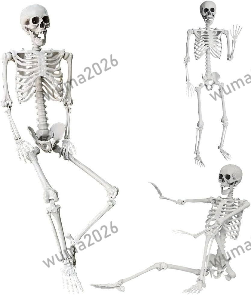 5.4Ft/165cm Halloween Skeleton Full Body Life Size Human Bones with Movable Join