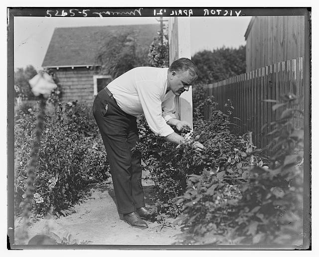 Photo:Billy Murray in Garden Picking Flowers c1915-1920