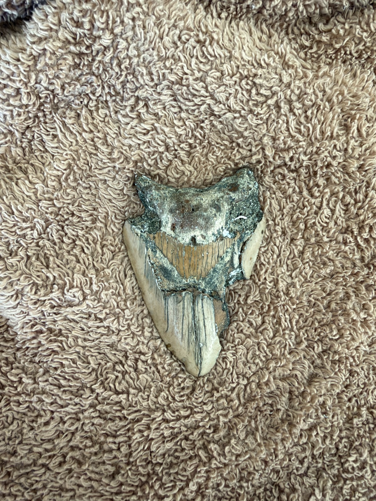 Real Megalodon Shark Tooth 4.20” Big Fossil Shark Teeth From NC