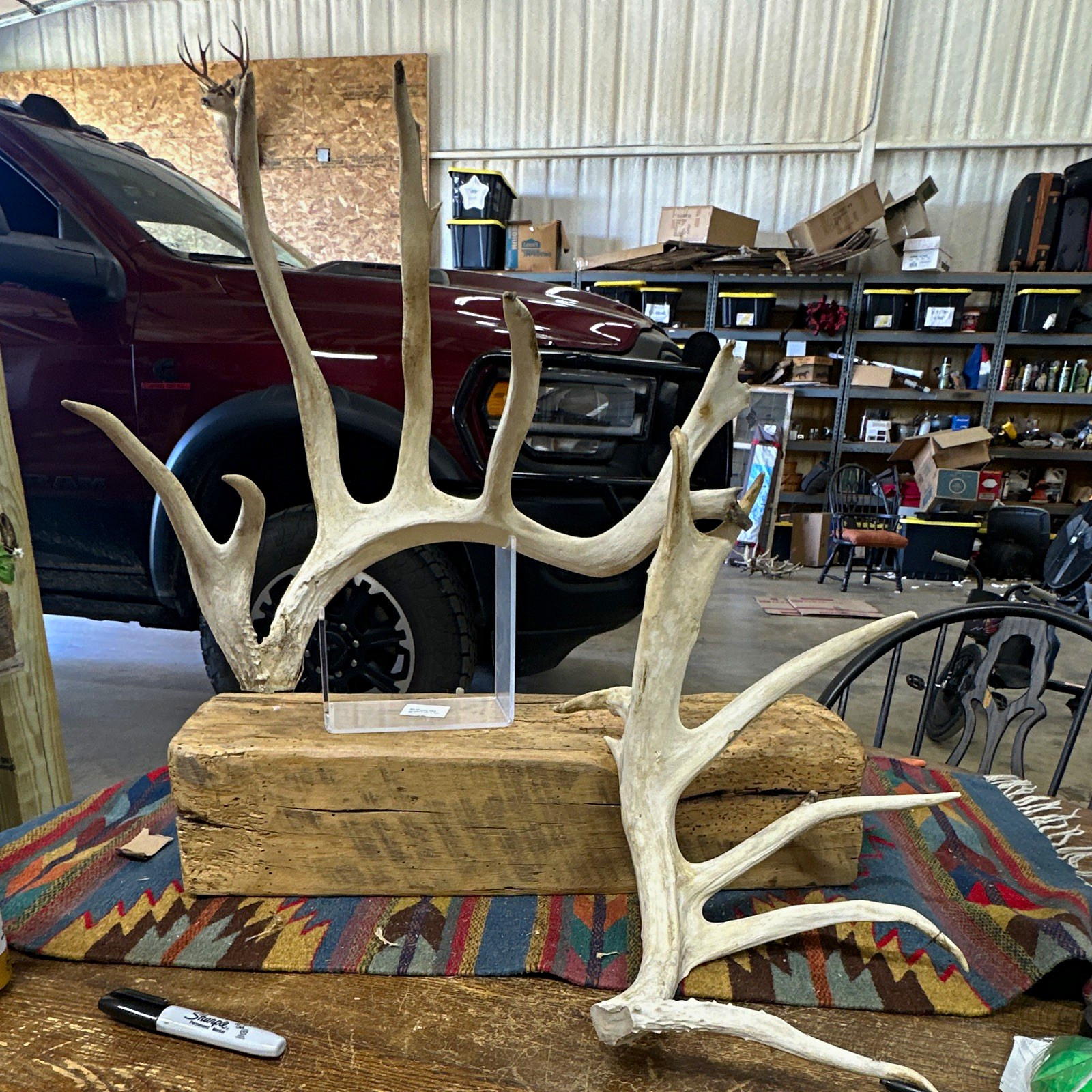 Deer Antler cut offs Pair Bone Antlers #1105