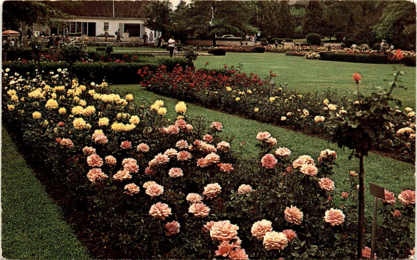 Jackson & Perkins, rose garden, Newark, New York, Lake Ontario, Postcard