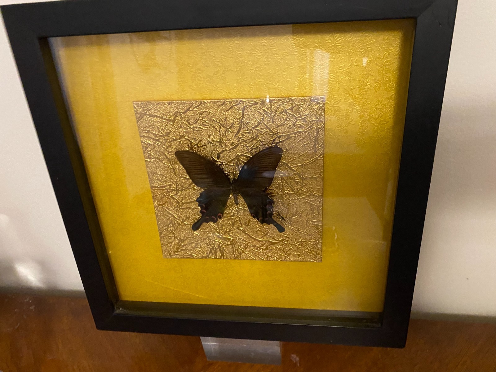 Vintage Preserved Black Specimen Butterfly Gold Background Black Shadow Box