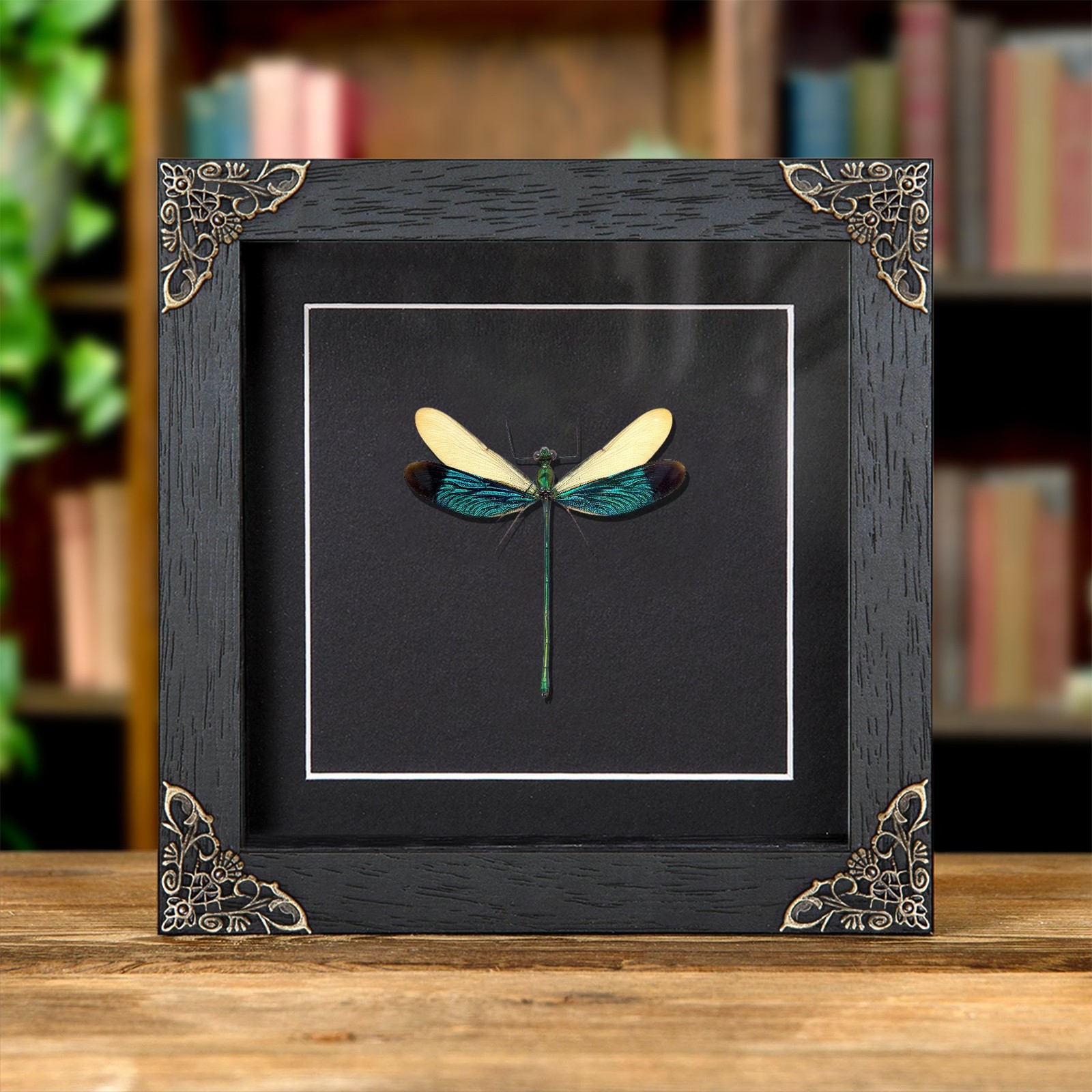 Taxidermy Stream Glory Damselfly in Baroque Style Frame (Neurobasis chinensis)