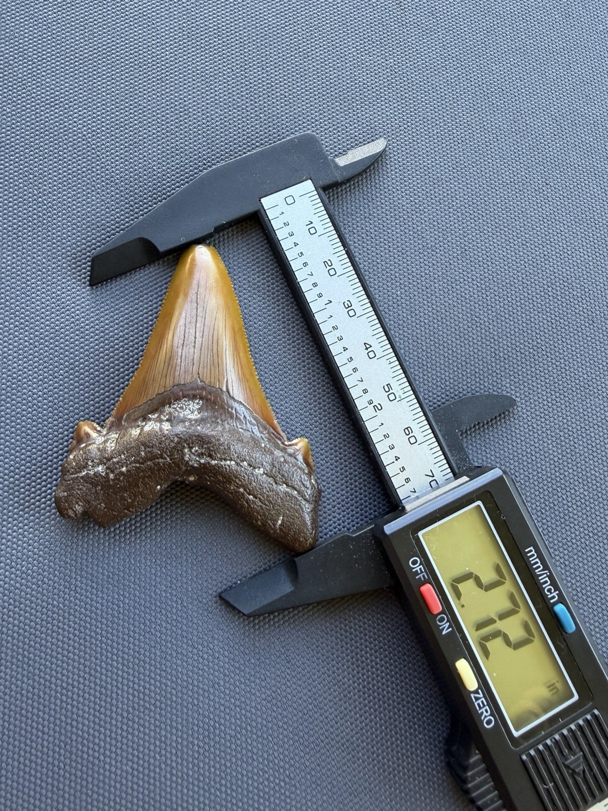 ORANGE REDDISH ANGUSTIDENS SHARK TOOTH FOSSIL 2.72” COOPER RIVER SC