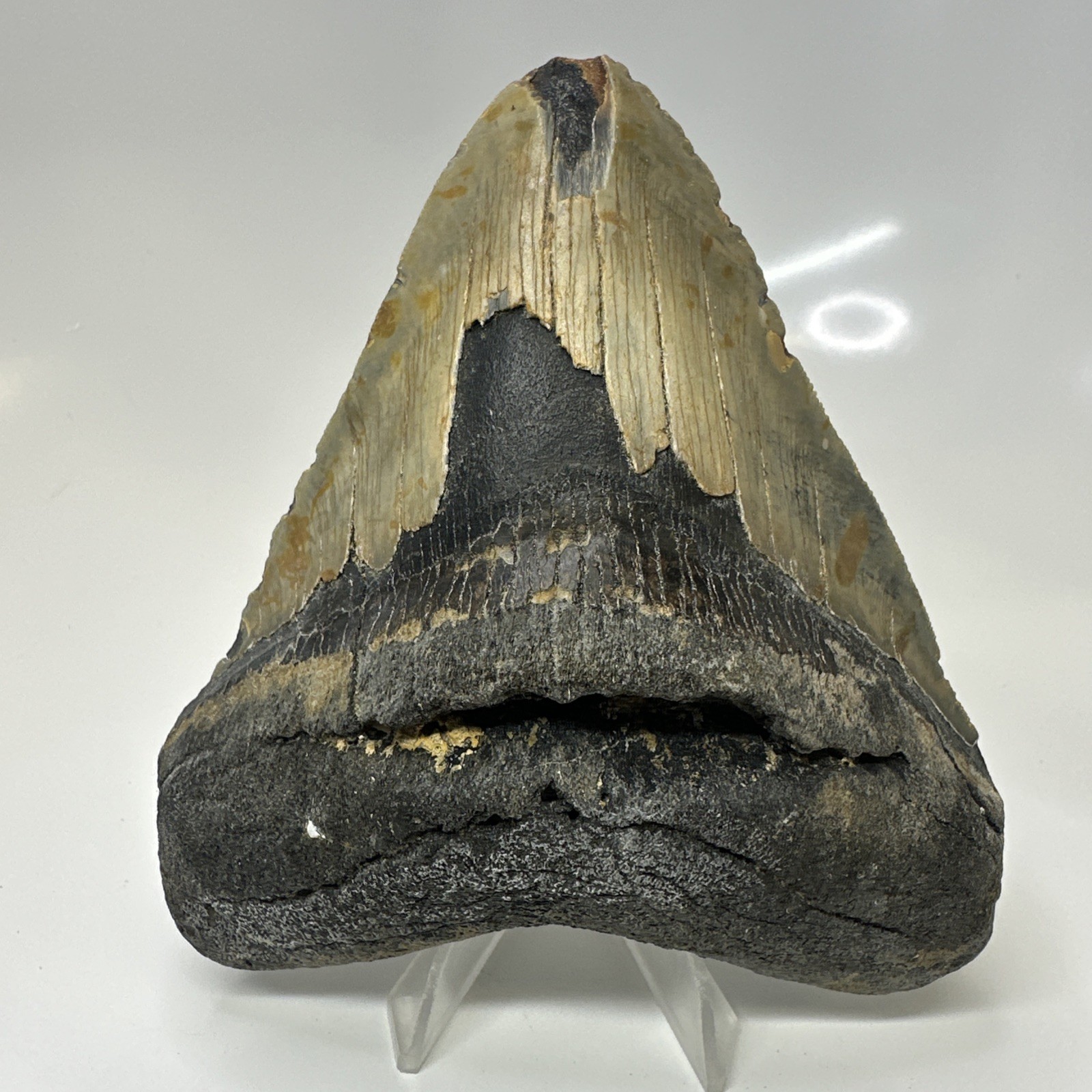 Megalodon Shark Tooth 4.76 Inch - Unique - Natural Fossil - Authentic 20543