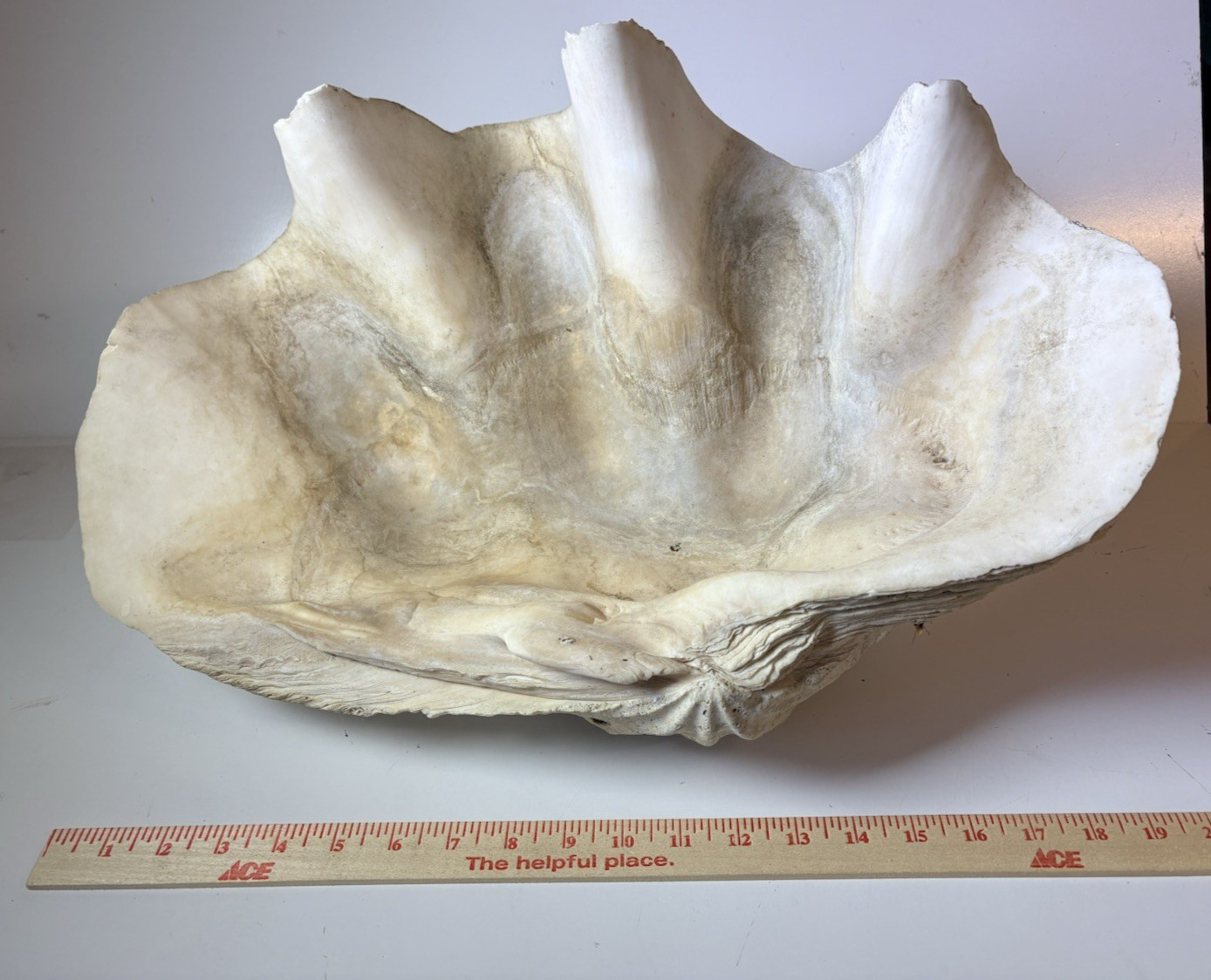 NATURAL GIANT CLAM SHELL TRIDACNA GIGAS 20x12x7