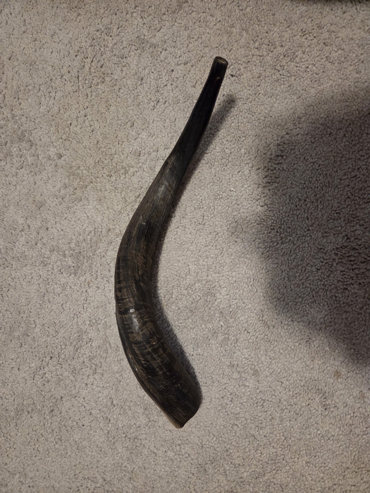 [Rare/Good Price]Shofar Yemenite Kudu Horn 16\