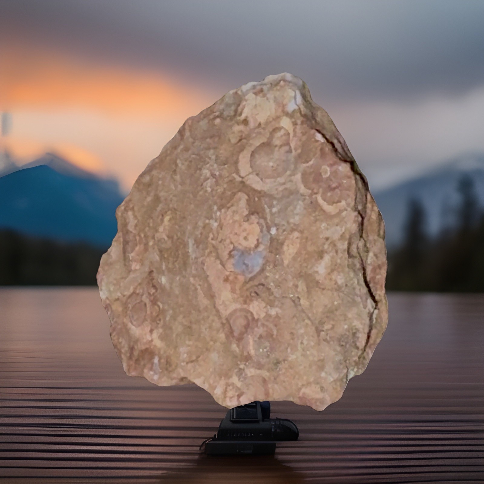 Title:Rare Rhyolite Specimen with Multiple Fossil Imprints – Stems & Calyx 