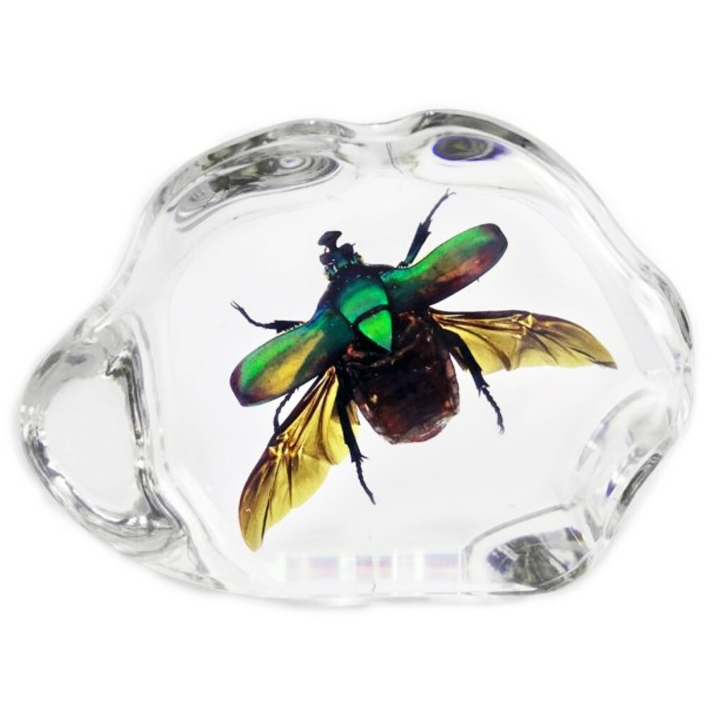 REAL Green scarab beetle mounted wings spread resin display