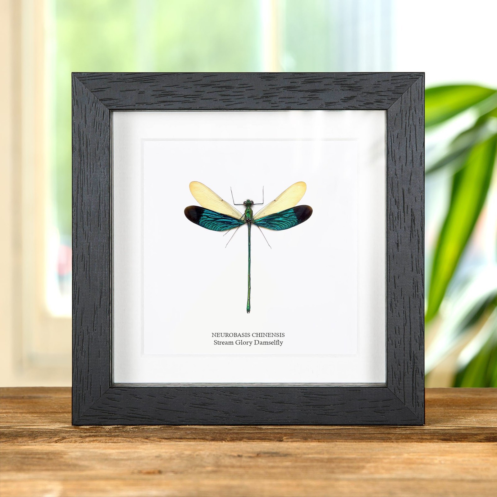 Taxidermy Stream Glory Damselfly Frame (Neurobasis chinensis)