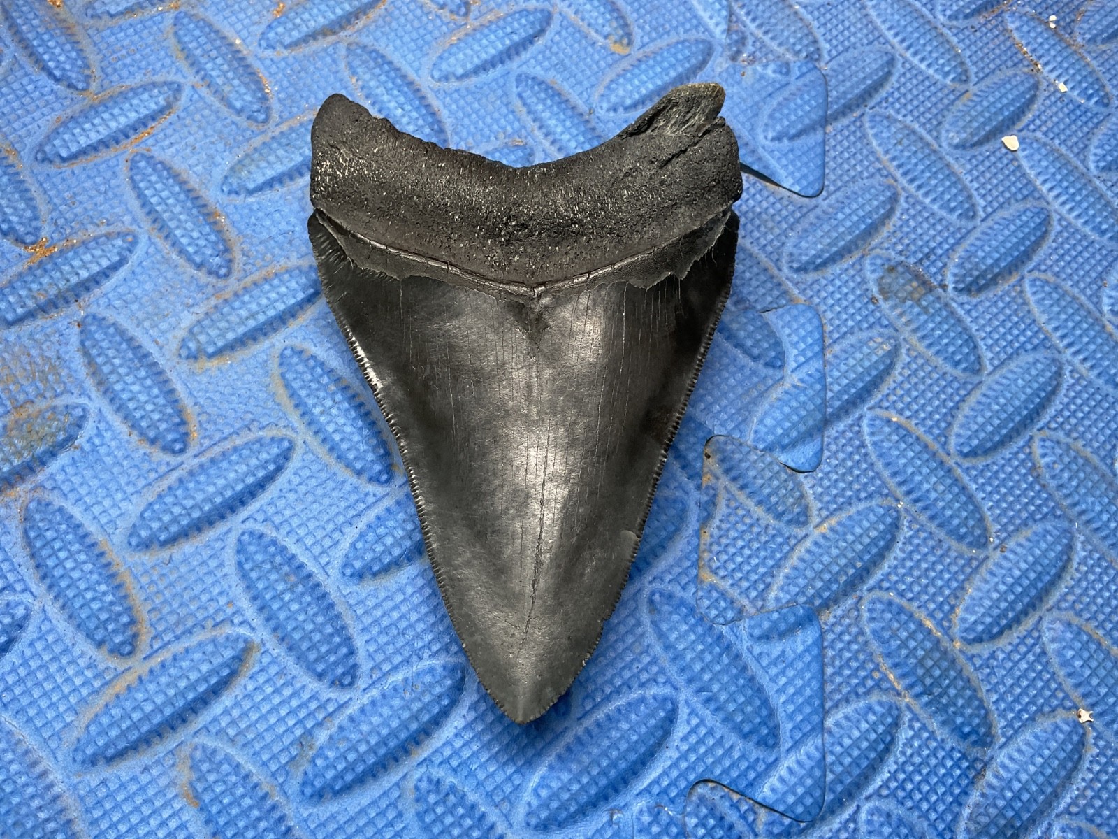Megalodon shark tooth 4.46 inch fossil from SC