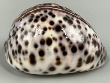 Cypraea tigris schilderiana Hawaii 111.8mm GIANT Heavy 189g Near Gem Cowrie picture