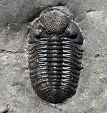 2.5 cm Eldredgeops rana - Windom shale,  Hamburg, NY phacops picture