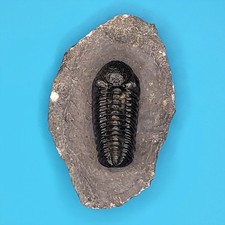 Phacops Rana Fossil Trilobite Alnif, Morocco Museum Quality Preparation #1 picture
