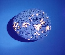 Yooperlite ( Fluorescent Sodalite ) - A Bright 4.8 Ounce Lake Superior Stone picture