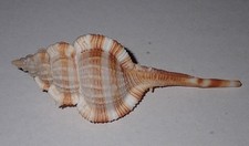 89 mm GREAT PATTERN Vokesimurex Dentifer Murex Seashell #AZ1 From Bohol Island picture