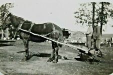 C.1910s. Draft Horse. Children Chariot. Wagon. Blacksmith Grindstone. Chickens.  picture